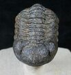 Large Morocops Trilobite On Pedestal of Limestone #13944-2